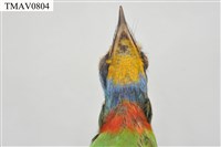 五色鳥藏品圖，第19張